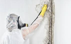 Best Residential Mold Inspection & Testing in La Puente, CA